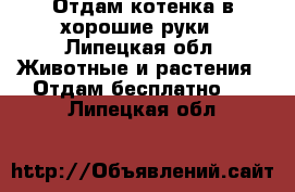 Отдам котенка в хорошие руки - Липецкая обл. Животные и растения » Отдам бесплатно   . Липецкая обл.